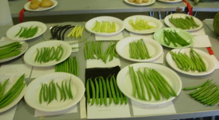 Paper plates of beans from the allotment.