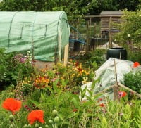 Allotment and polytunnel.