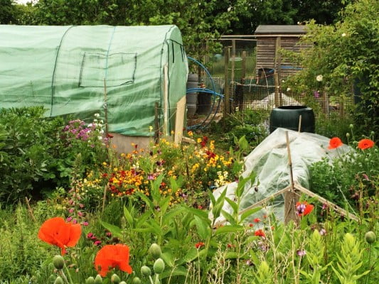 Allotment and polytunnel.