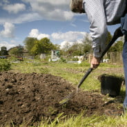 Farnham allotment. Man digging allotment.