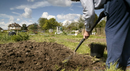 Farnham allotment. Man digging allotment.