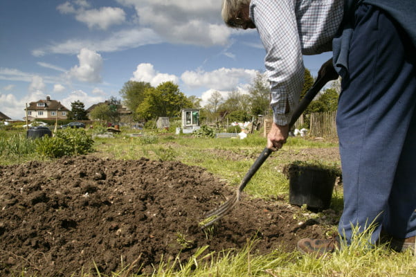 Farnham allotment. Man digging allotment.