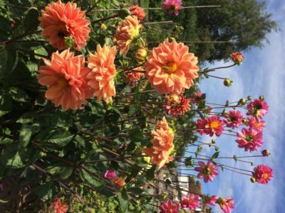 Pink and apricot dahlias against a blue sky.