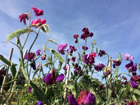 Purple sweet peas against a blue sky.