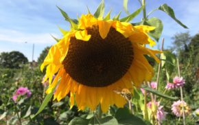 Large yellow sunflower head on an allotment