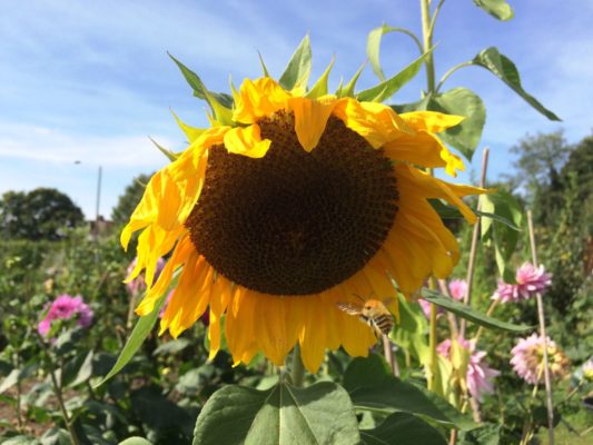 Large yellow sunflower head on an allotment