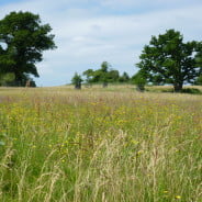 Park with long grass and trees in the background.