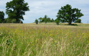 Park with long grass and trees in the background.