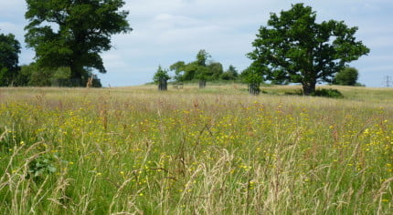 Park with long grass and trees in the background.