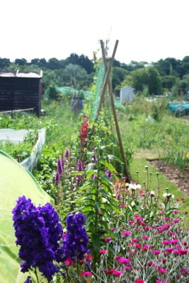 Runner beans and pink, and purple flowers on allotment.