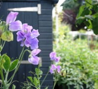 Purple sweetpeas on allotment. Shed in background