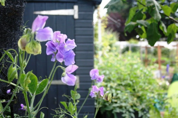 Purple sweetpeas on allotment. Shed in background