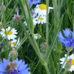 yellow, white and blue flowers in the grass.