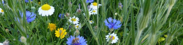 yellow, white and blue flowers in the grass.