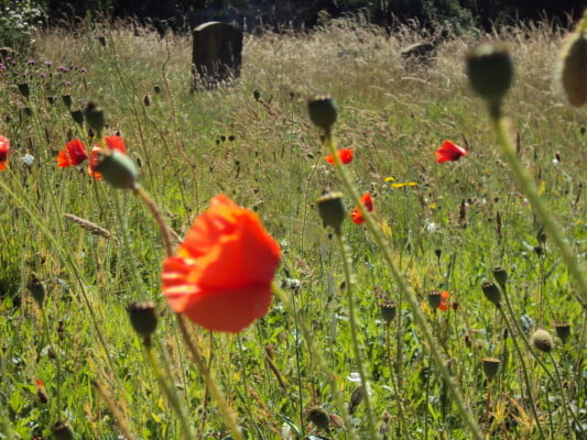Red poppies, wildflowers, and grasses growing in cemetery. Gravestones in background.
