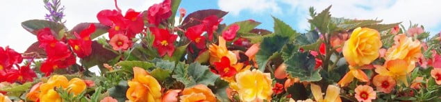 Apricot and red flowers