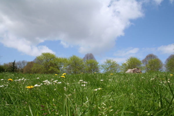 Grass field with flowers.