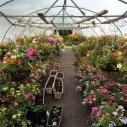 colourful hanging baskets in greenhouse.