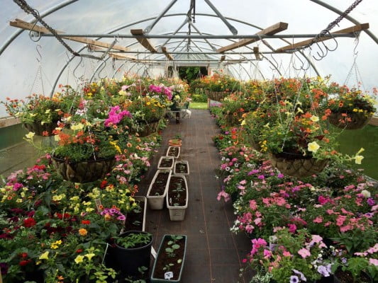 colourful hanging baskets in greenhouse.