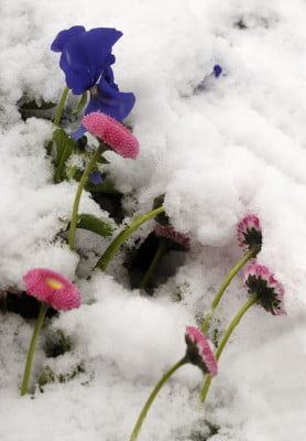 Pink and blue flowers in snow.
