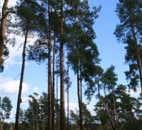 Trees with pond in background.