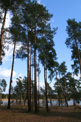 Trees with pond in background.
