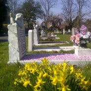 Daffodils in front of graves.