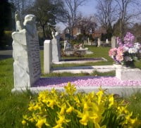 Daffodils in front of graves.