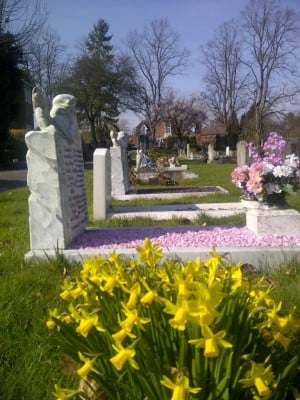 Daffodils in front of graves.