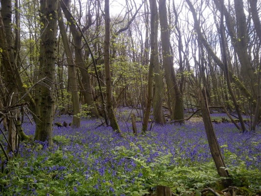 bluebells, with trees.