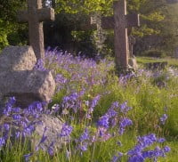 Cemetery, cross headstones, bluebells