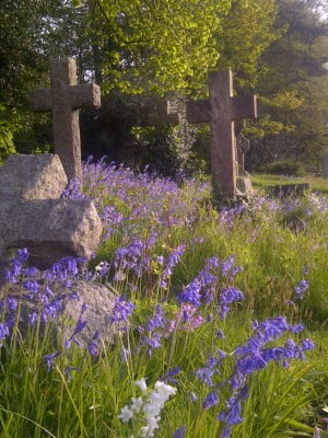 Cemetery, cross headstones, bluebells