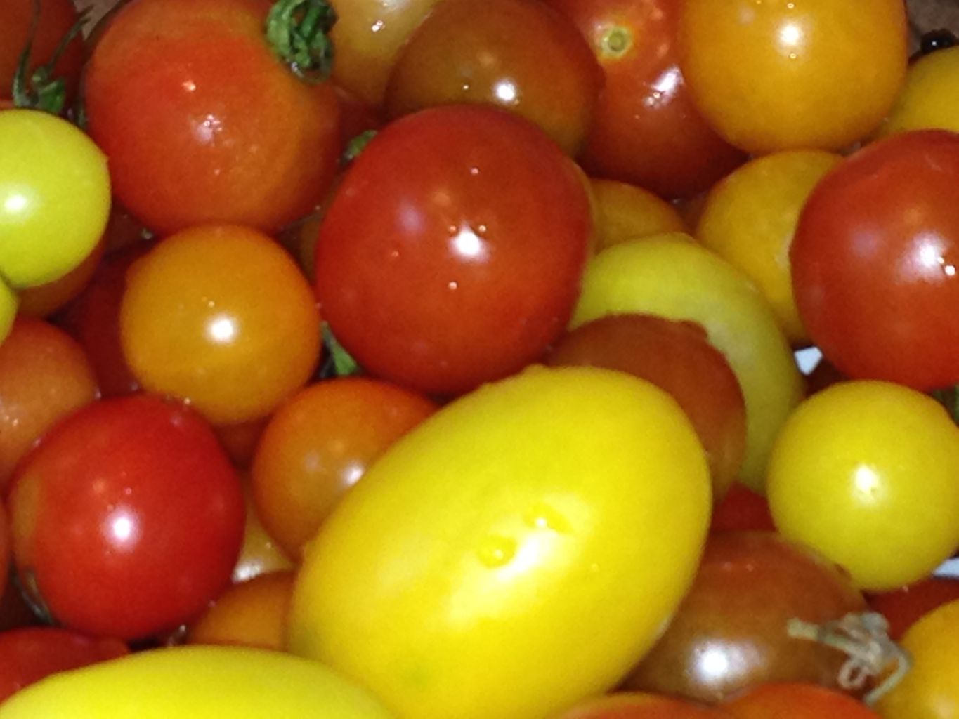 Red, orange and yellow tomatoes