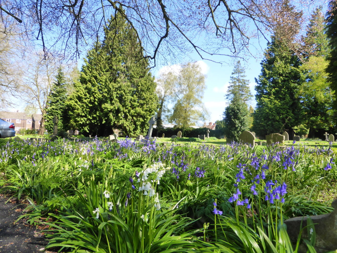 Blue and whitebells. Trees, gravestones.