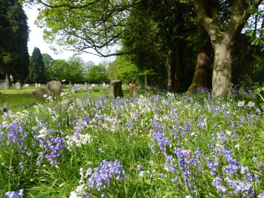 Blue and whitebells in foreground. Gravestones and trees in background. Cemetery