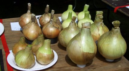 Rows of prize onions, allotment show.