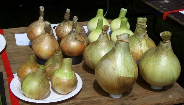 Rows of prize onions, allotment show.