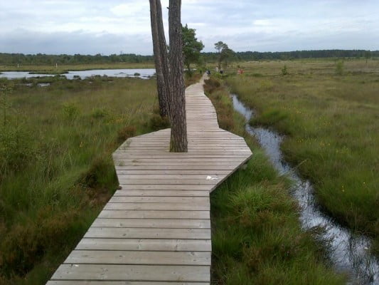 boardwalk with water and long grass either side.