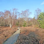 Pathway with trees in background