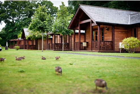 ducks on grass, wooden lodges in background