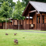 ducks on grass, wooden lodges in background