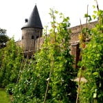 Rows of runner beans, stone wall, Andernach