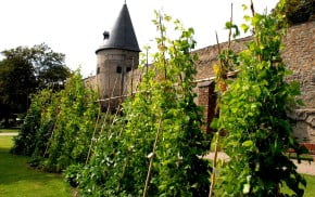 Rows of runner beans, stone wall, Andernach