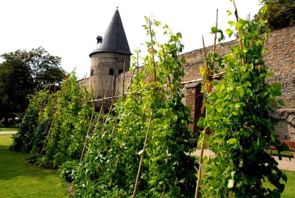 Rows of runner beans, stone wall, Andernach