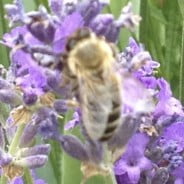 Purple lavender. Close up of bee.