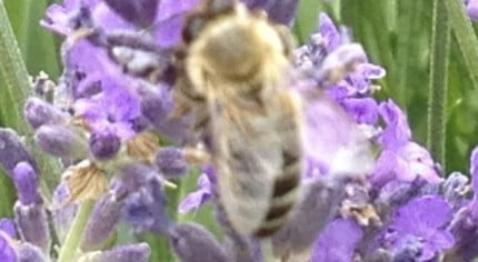 Purple lavender. Close up of bee.