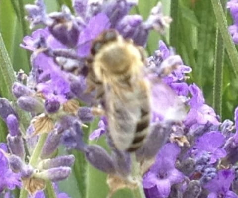Purple lavender. Close up of bee.
