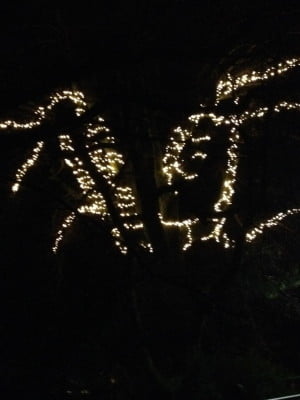 White lights on tree.