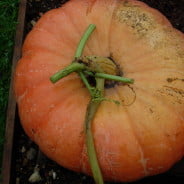 Large orange pumpkin