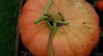 Large orange pumpkin